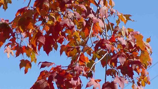 Deciduous Tree Branch