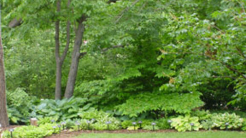 Hosta