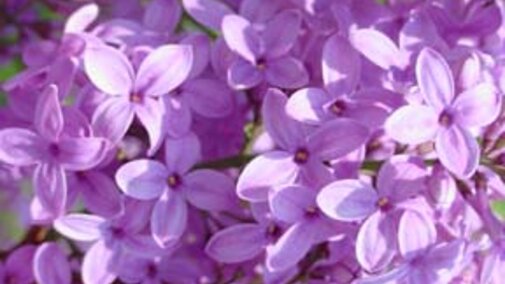 Lilac