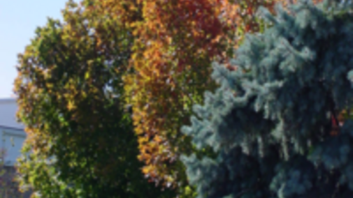 Maple