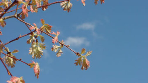 Oak Tree Leaves
