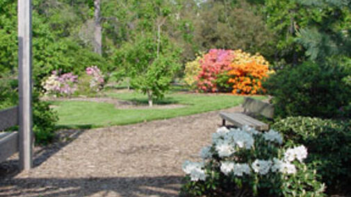 Rhododendron