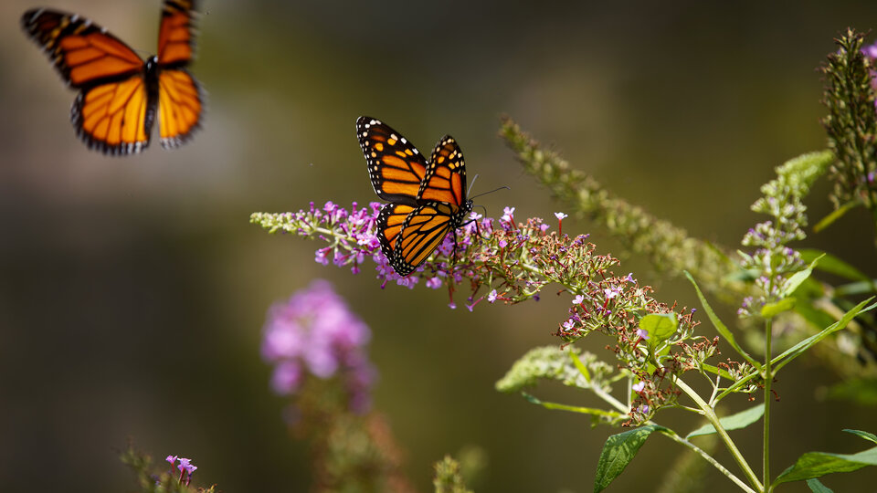 Butterfly Garden